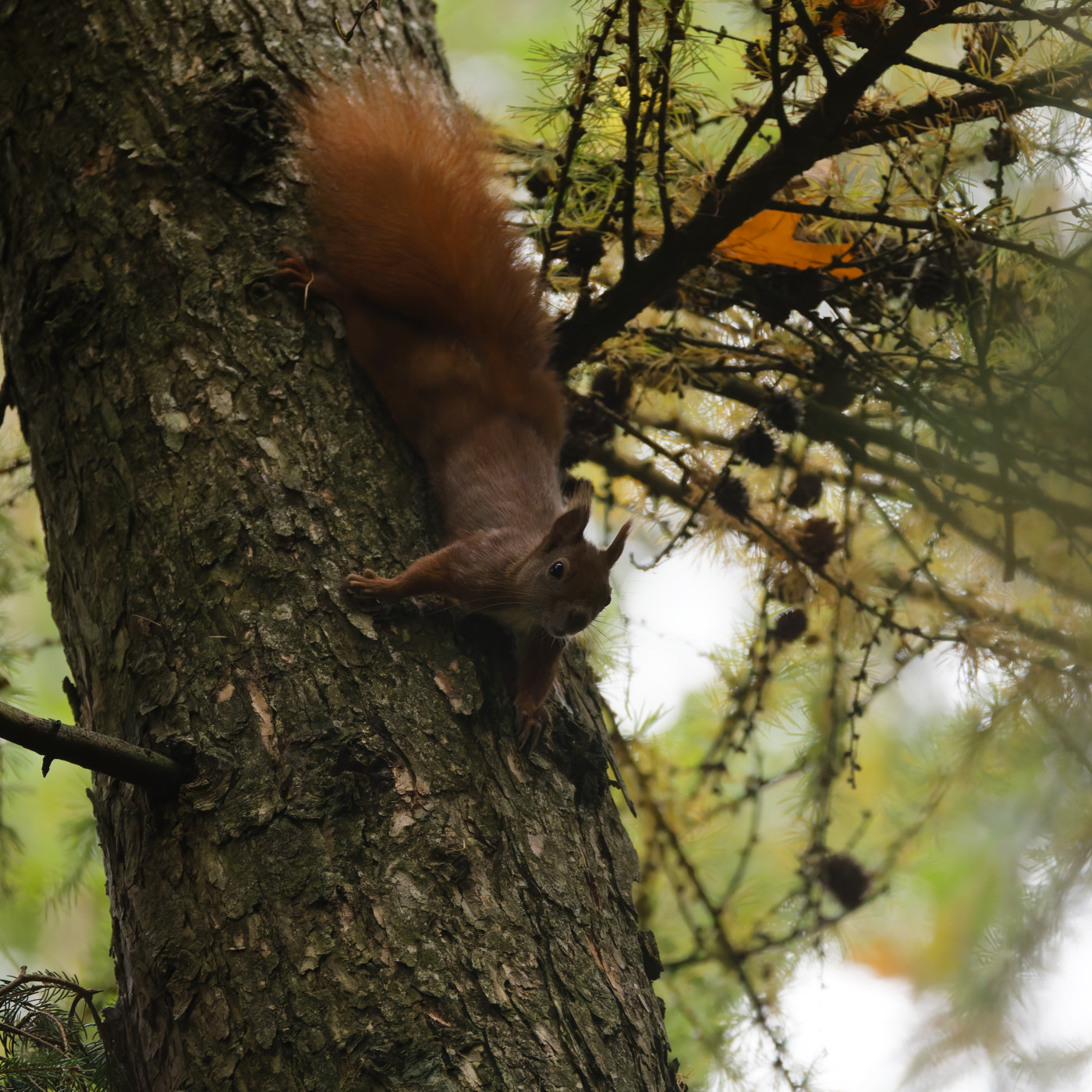Eichhörnchen