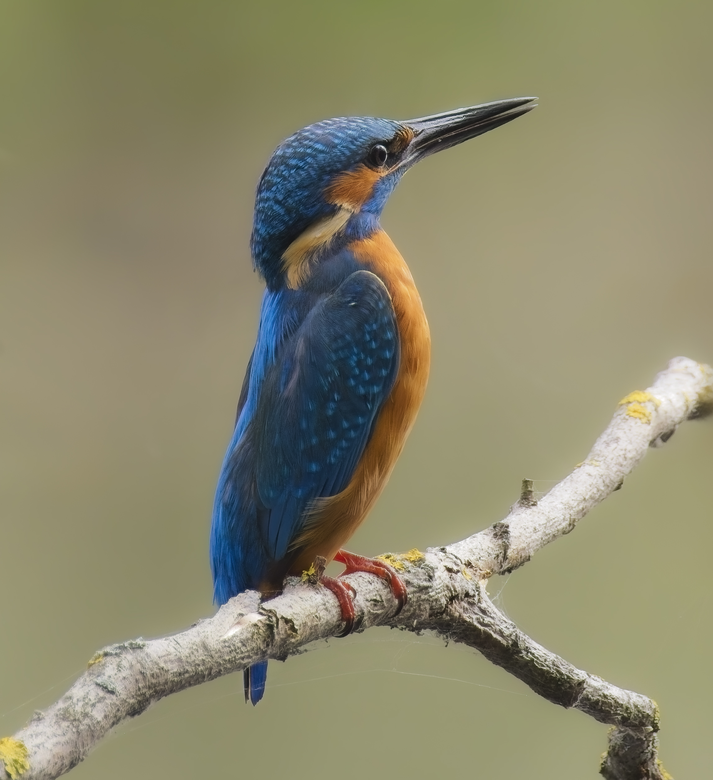 Eisvogel in idealer Position