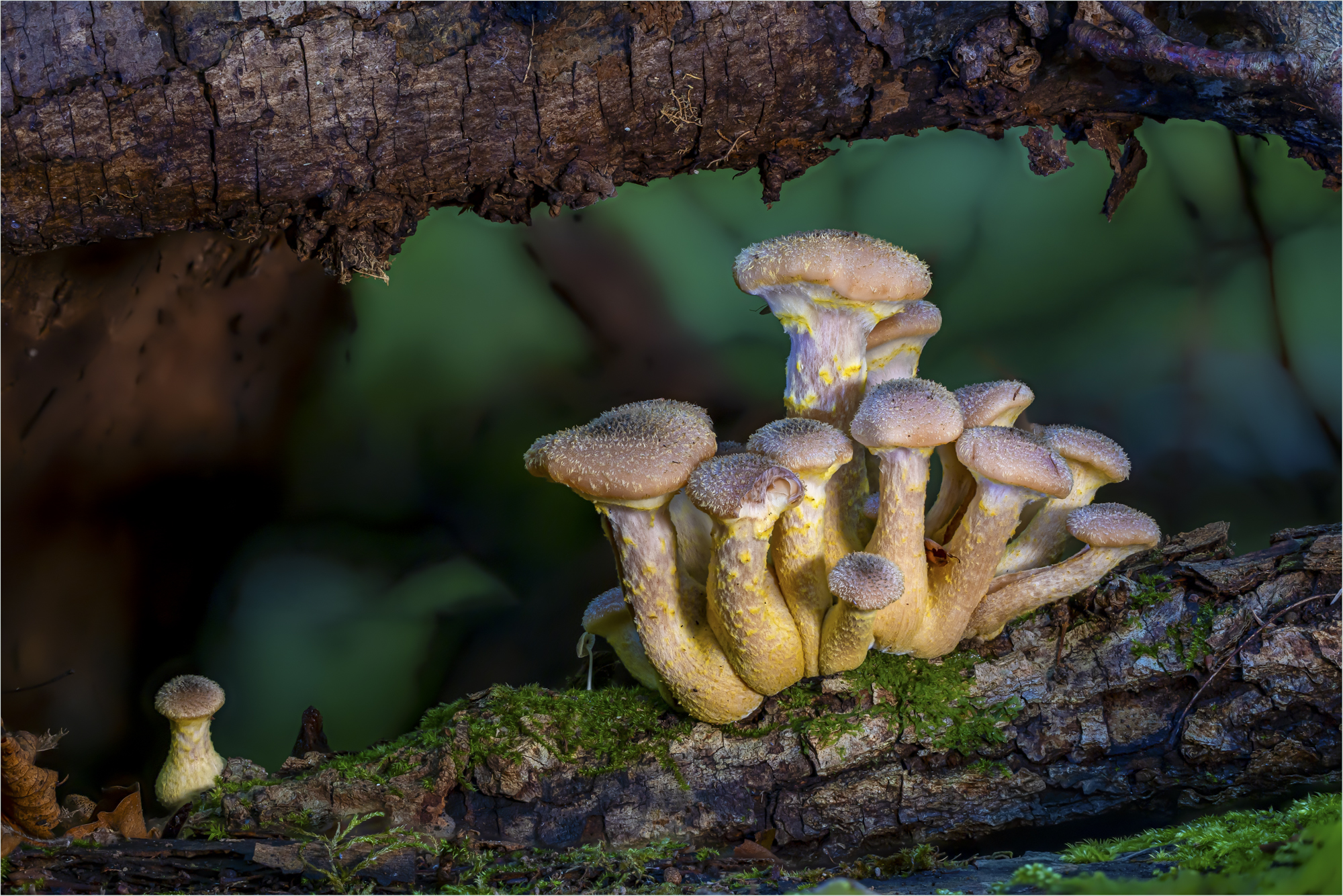 Hallimasch (Armillaria)
