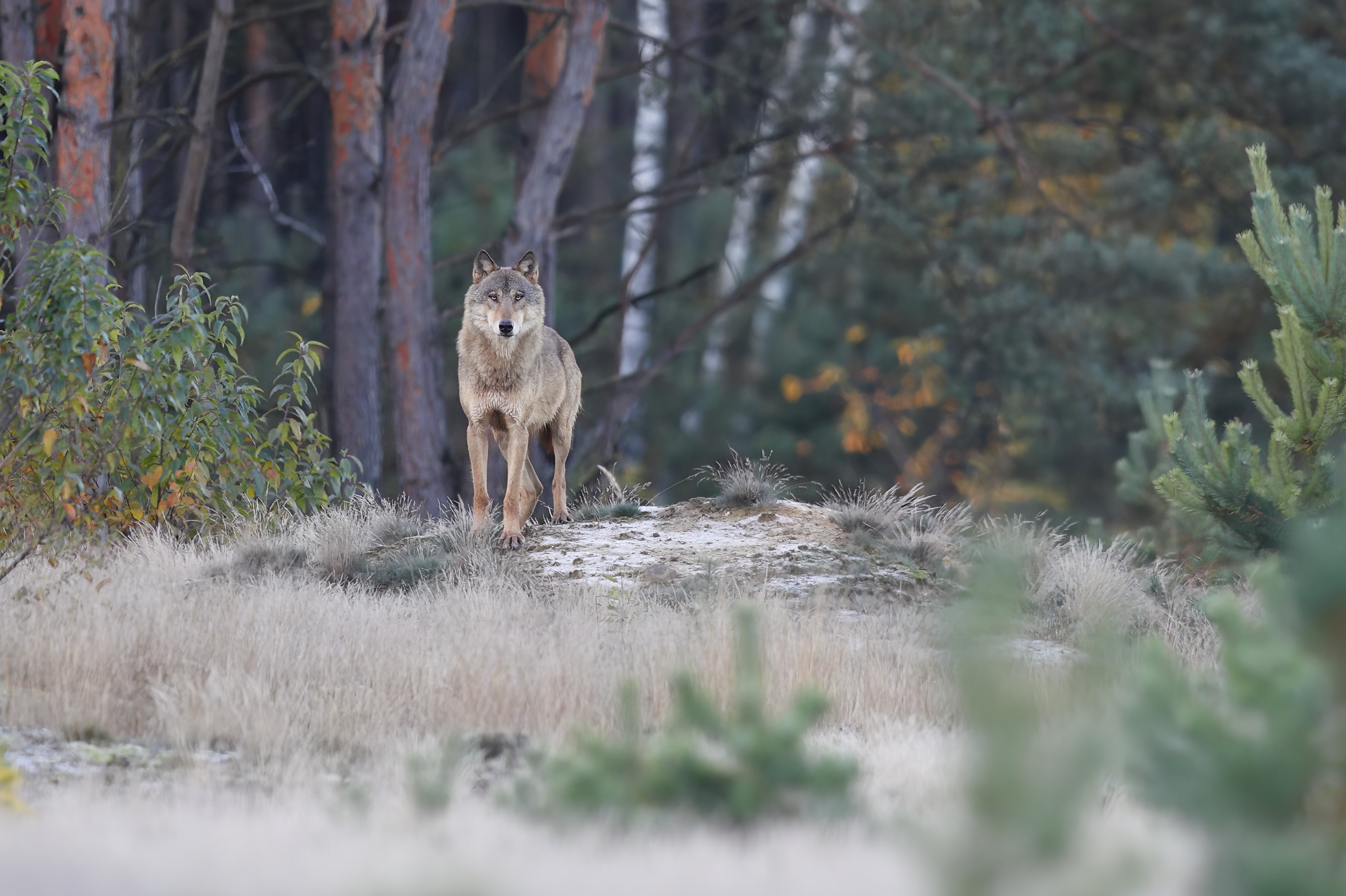 Wolfsrüde
