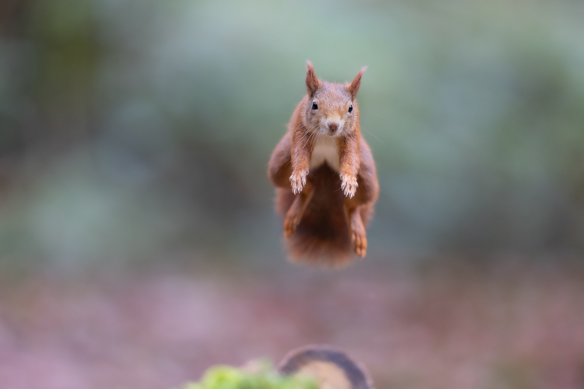 Flughörnchen..