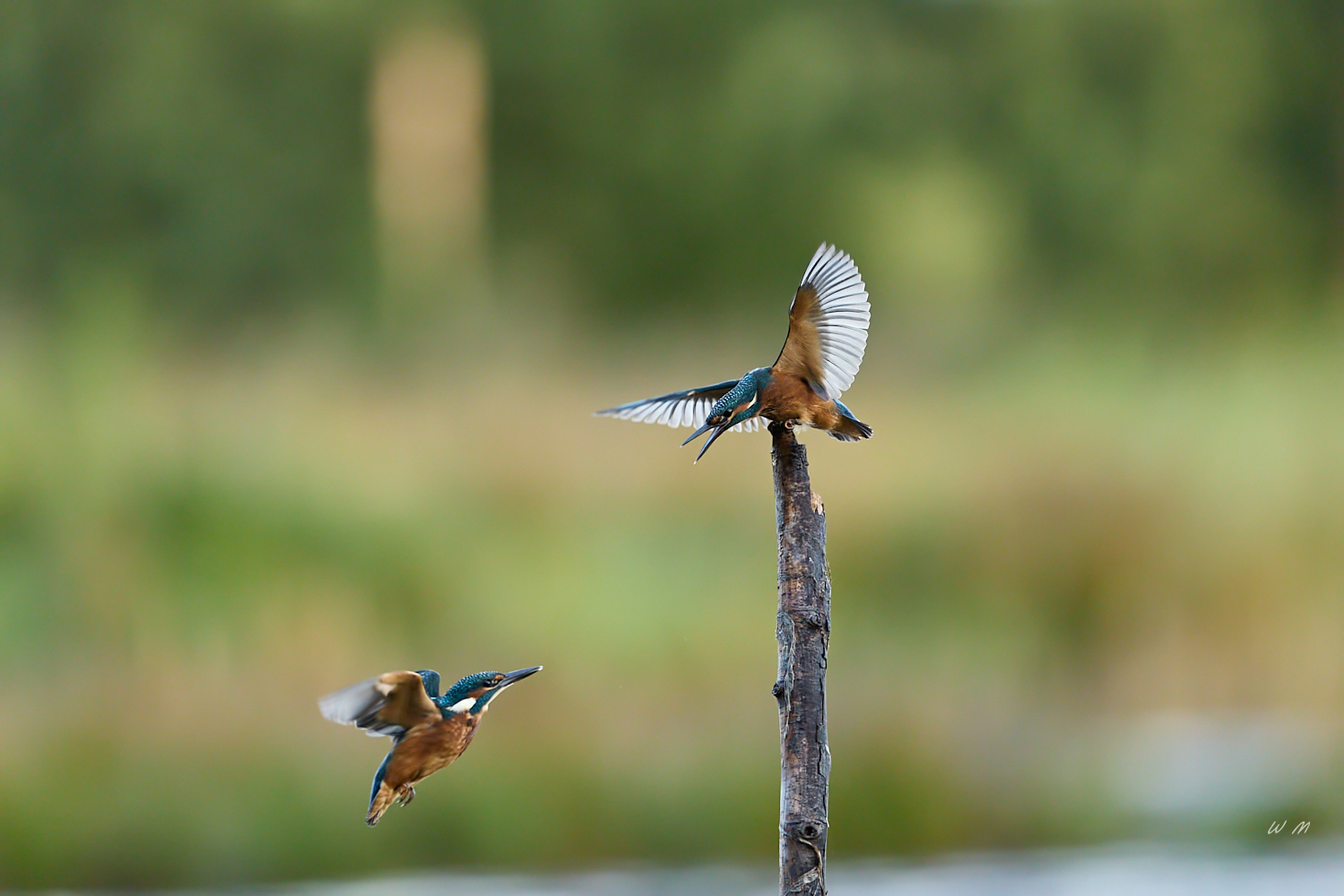 Eisvogel