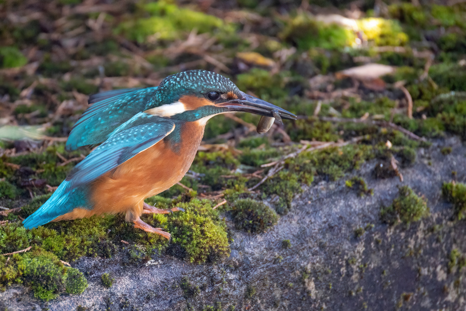 Eisvogel (mal etwas anders)