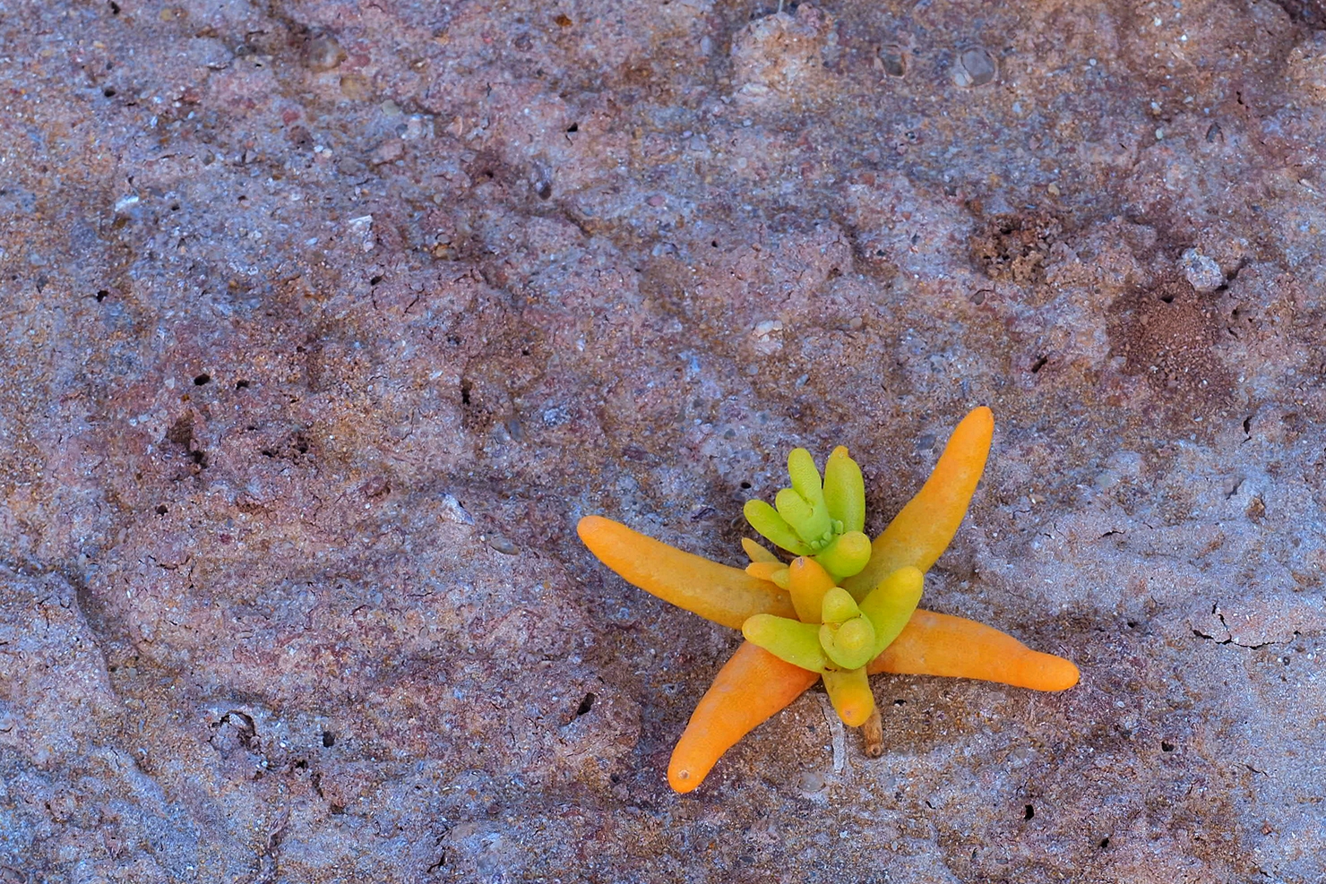 Namaqua