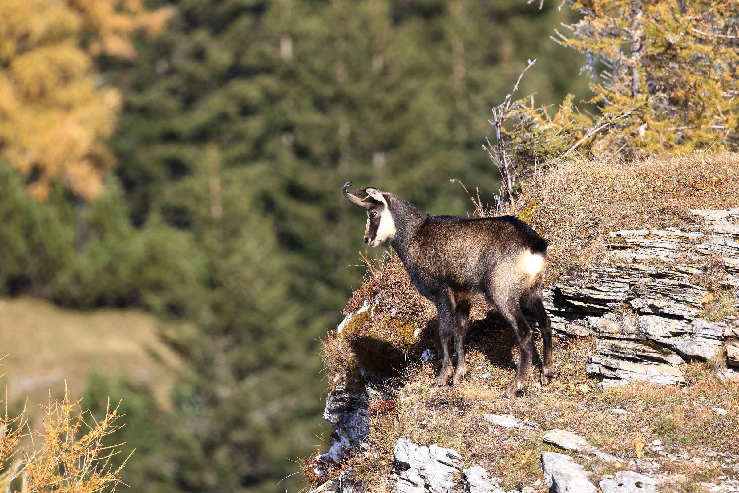 Gamsbock