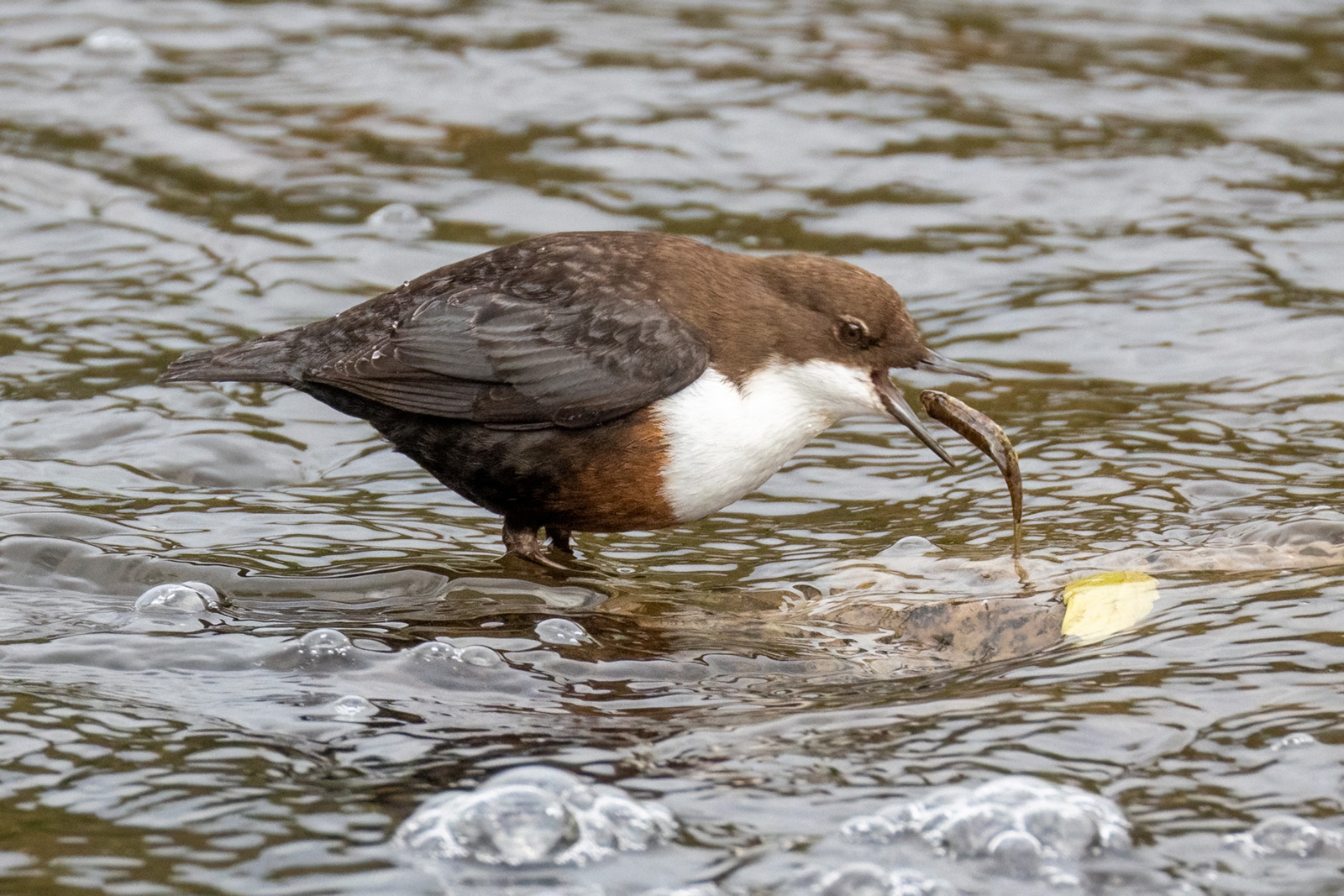 Fischende Wasseramsel