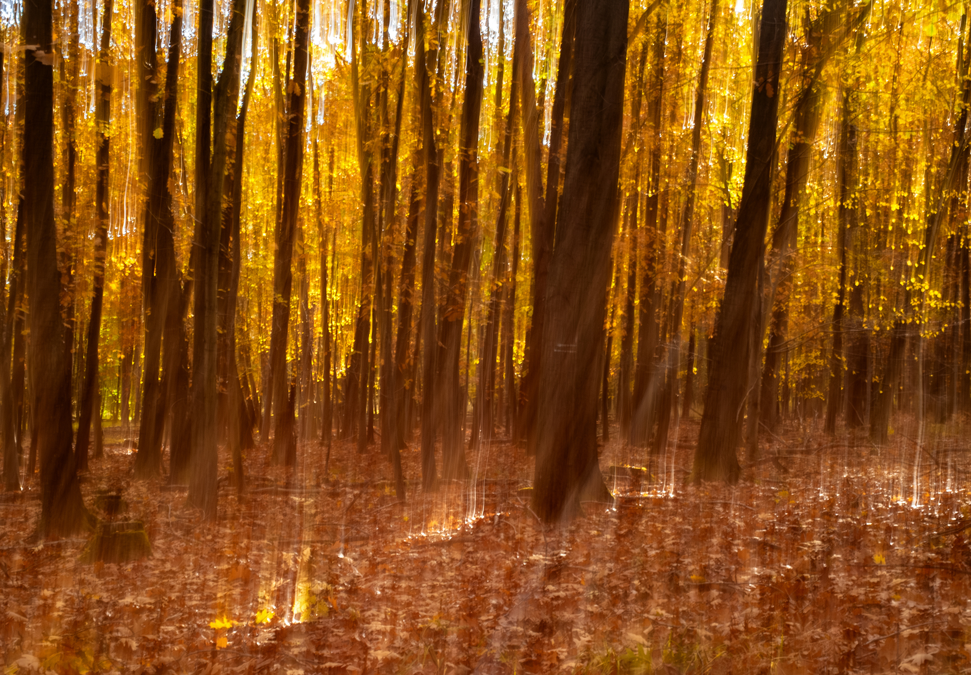 Waldgold
