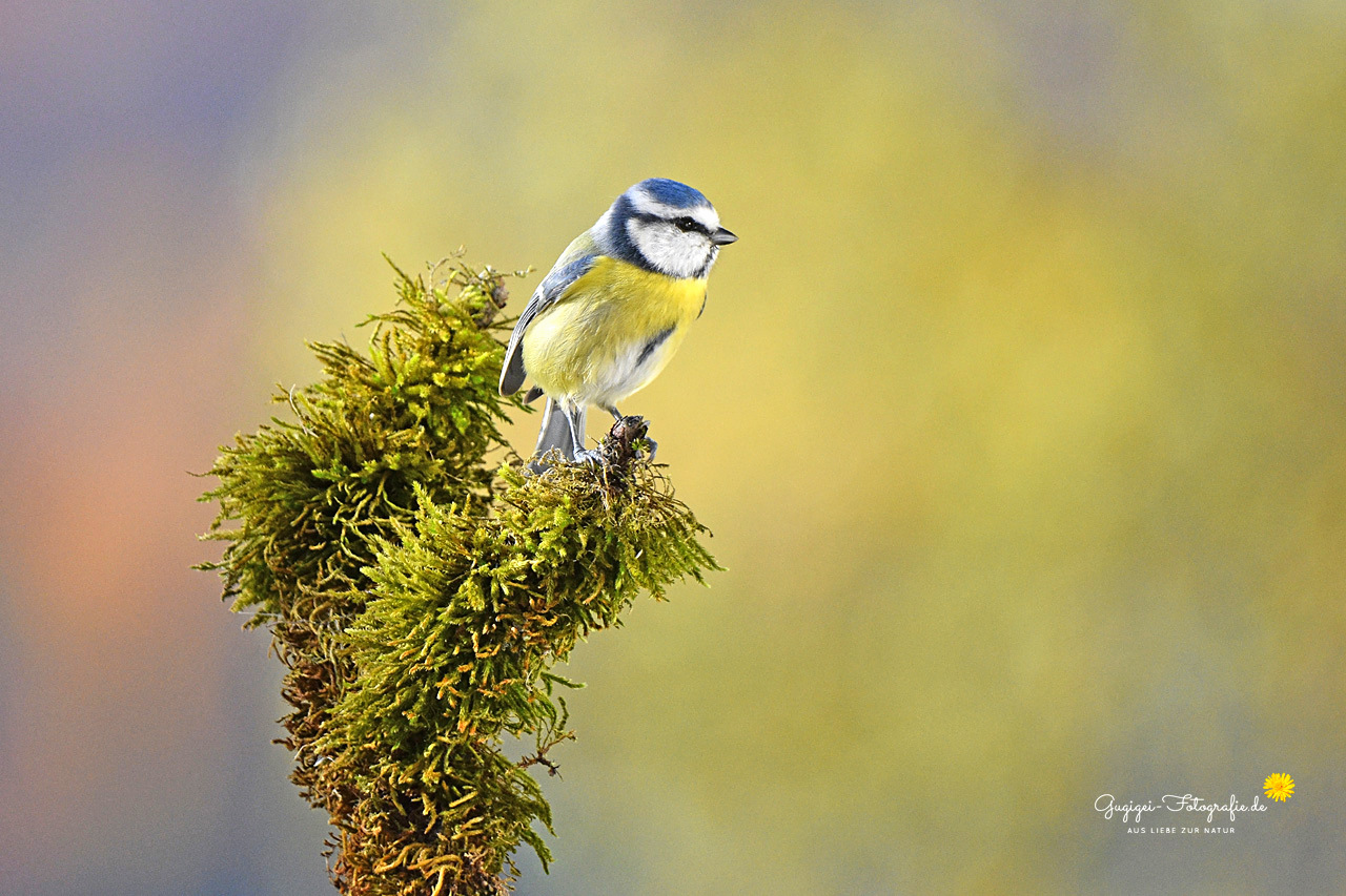 Blaumeise ...
