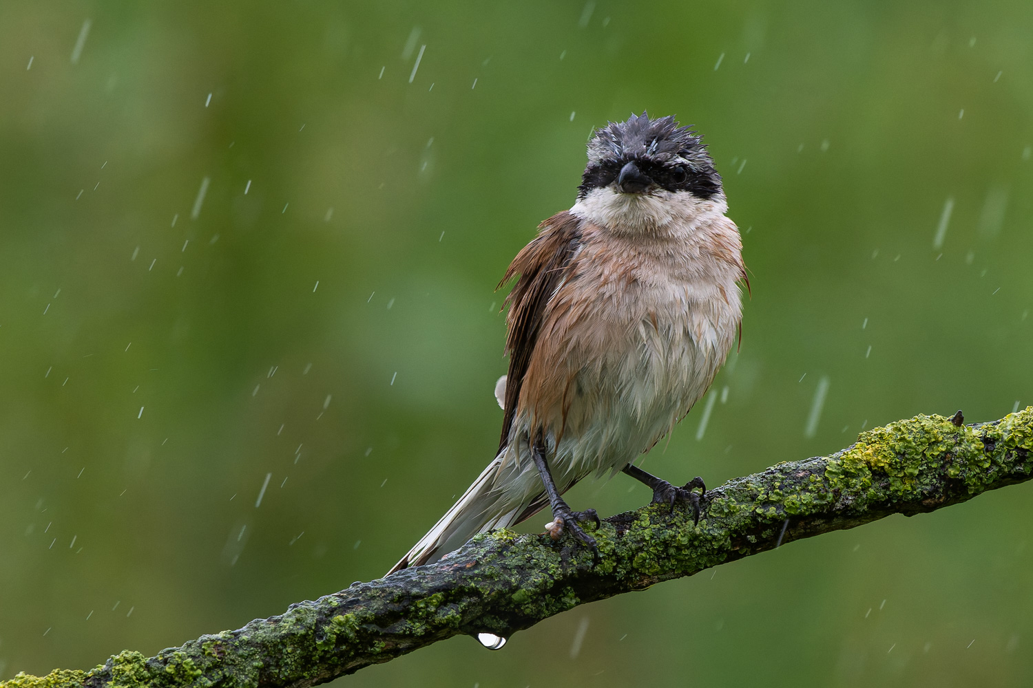 Schietwetter