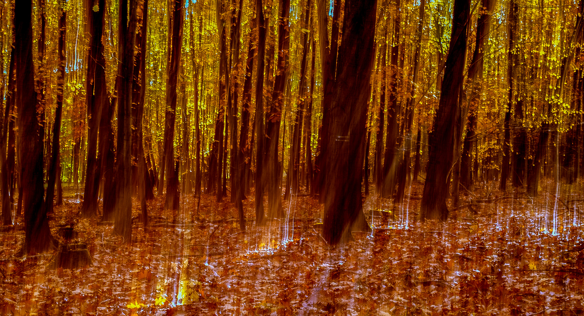 Waldgold II
