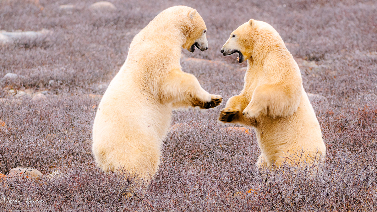 Sparring