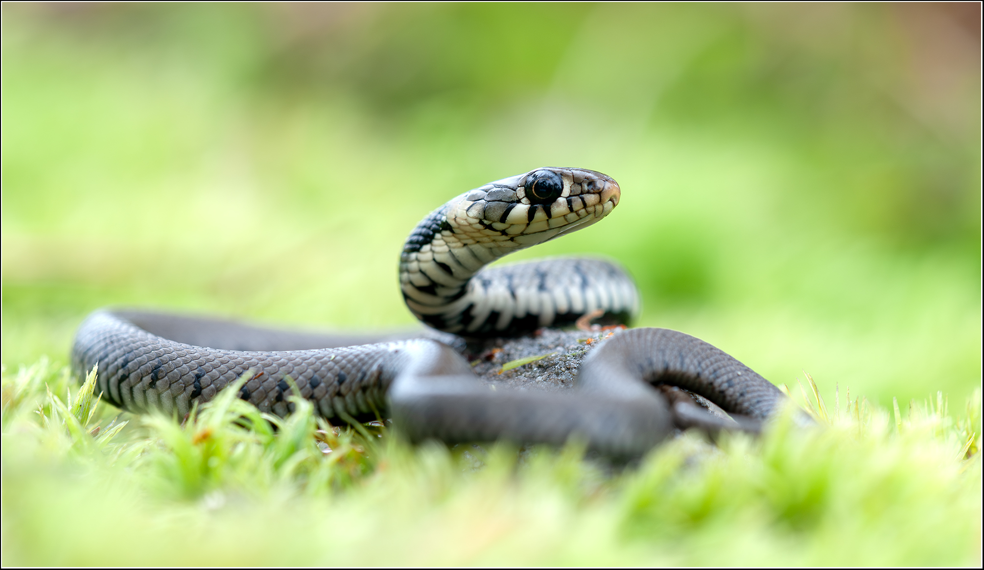 Palatina Cobra...