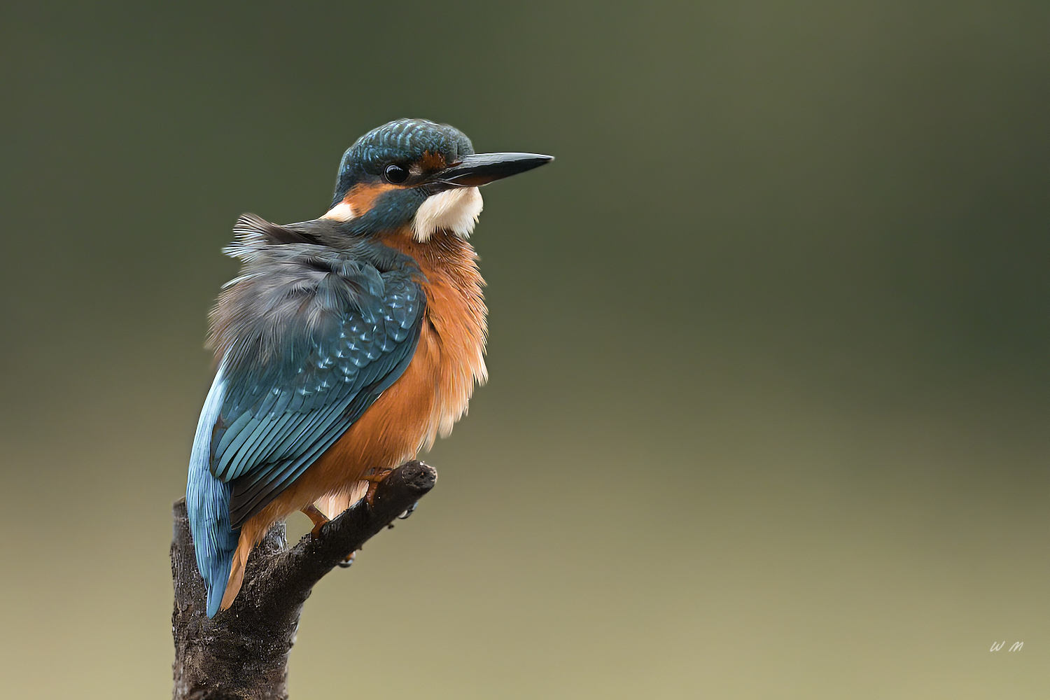 Eisvogel