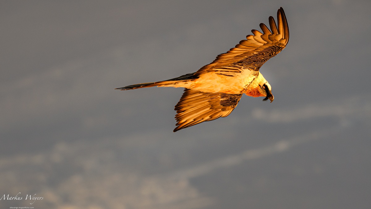 Bartgeier im Morgenlicht