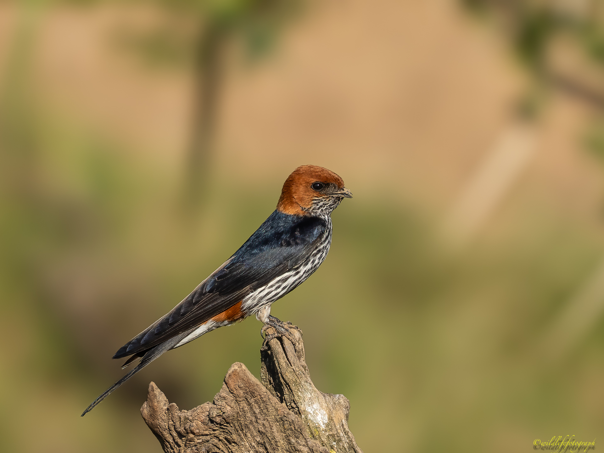 Zwergrötelschwalbe / Maidschwalbe