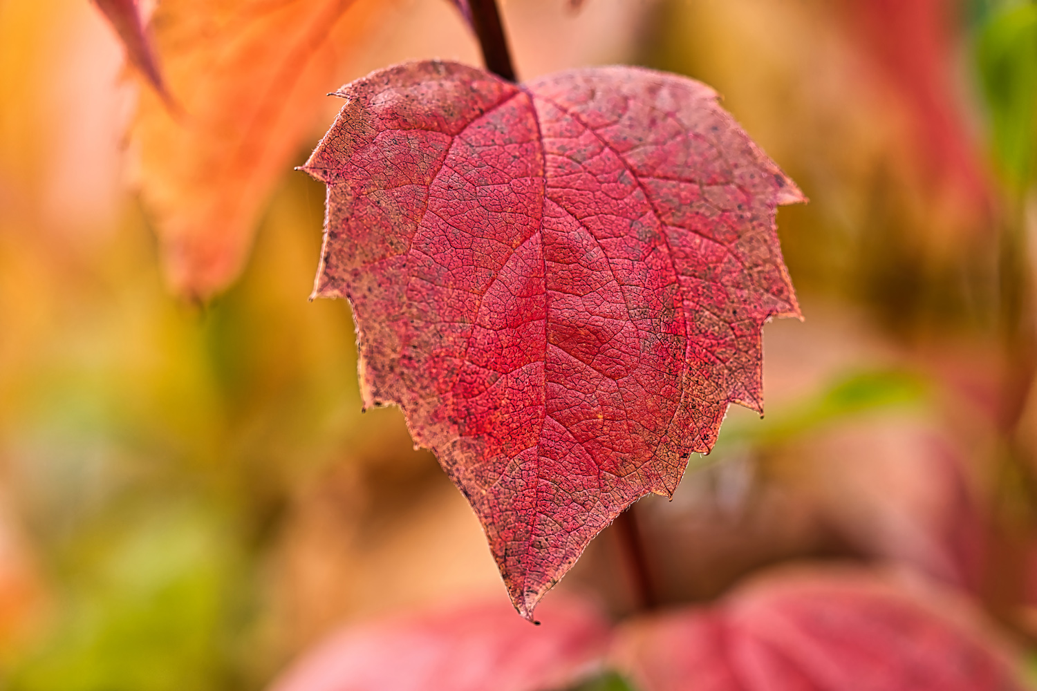 Herbstfarben