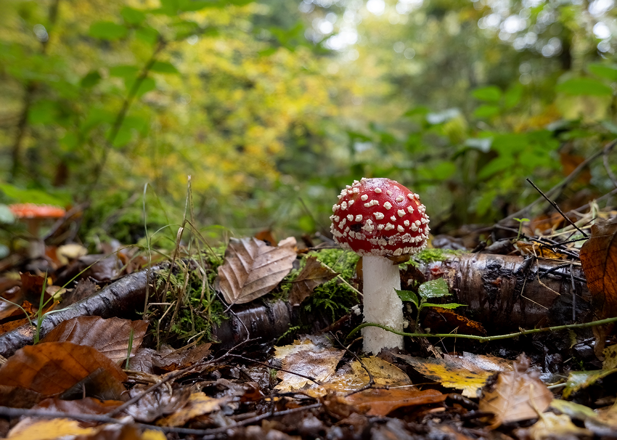 Fliegenpilz_2