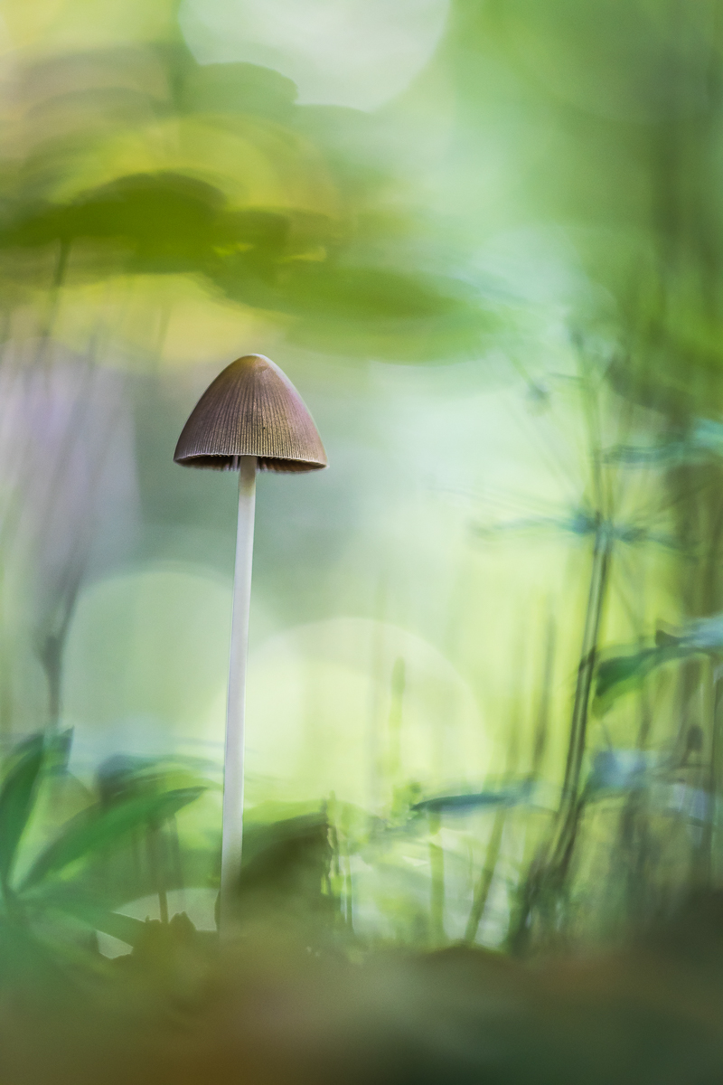Ein Männlein steht im Walde......