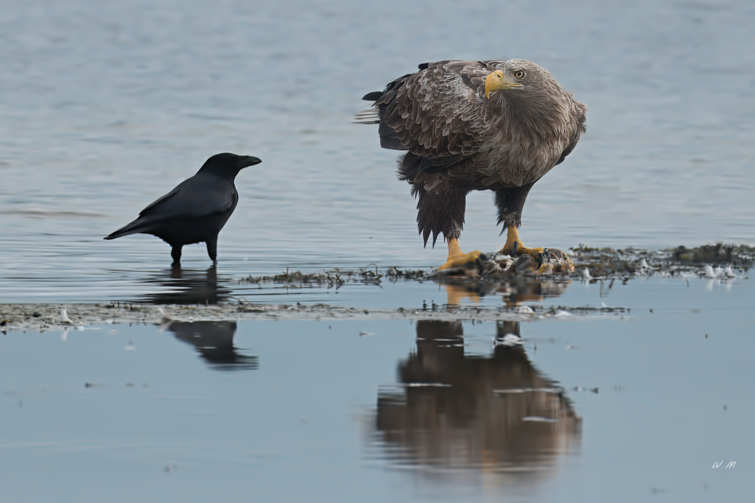Seeadler
