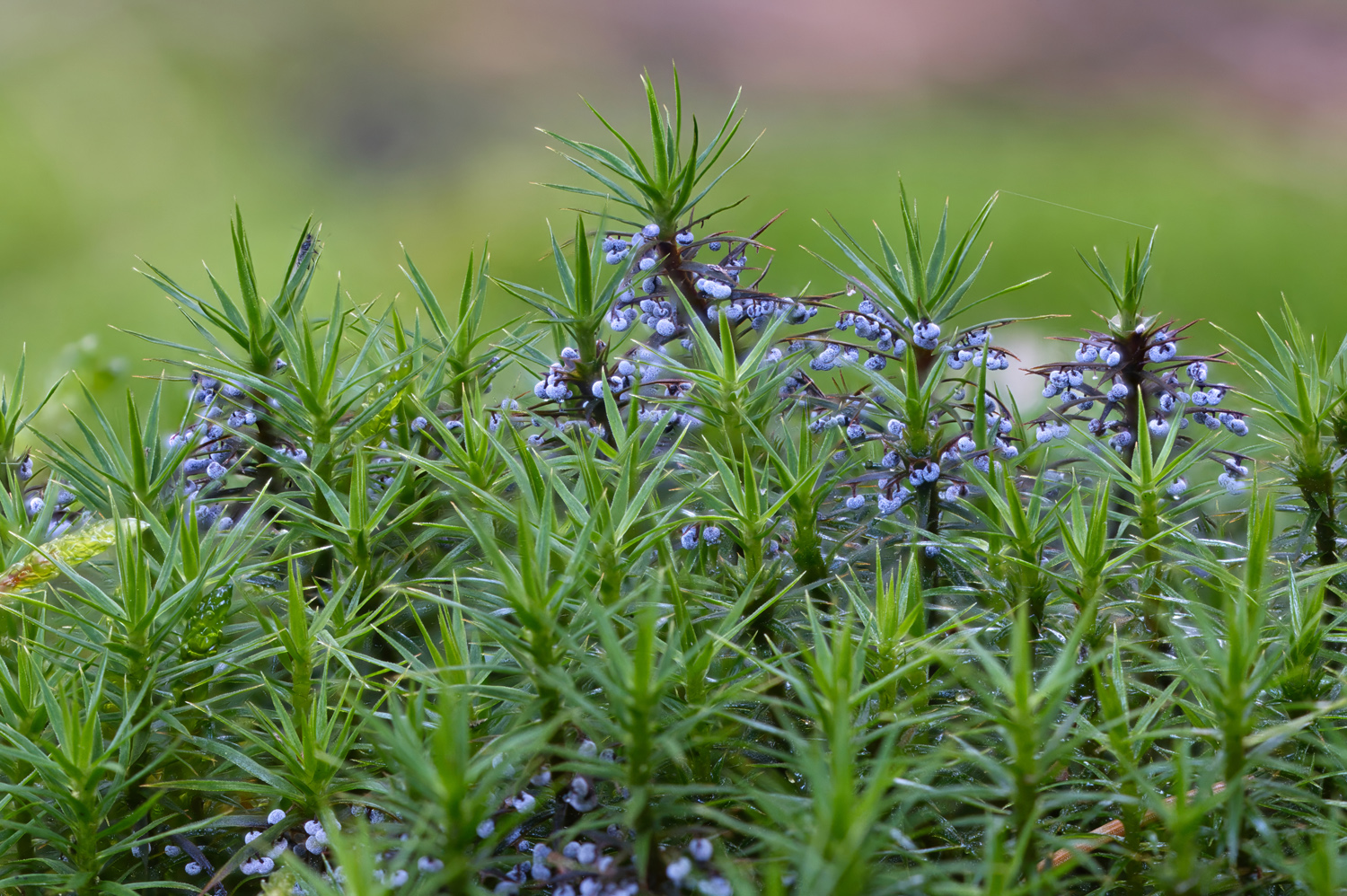 Goldenes Frauenhaarmoos  mit Früchten ?