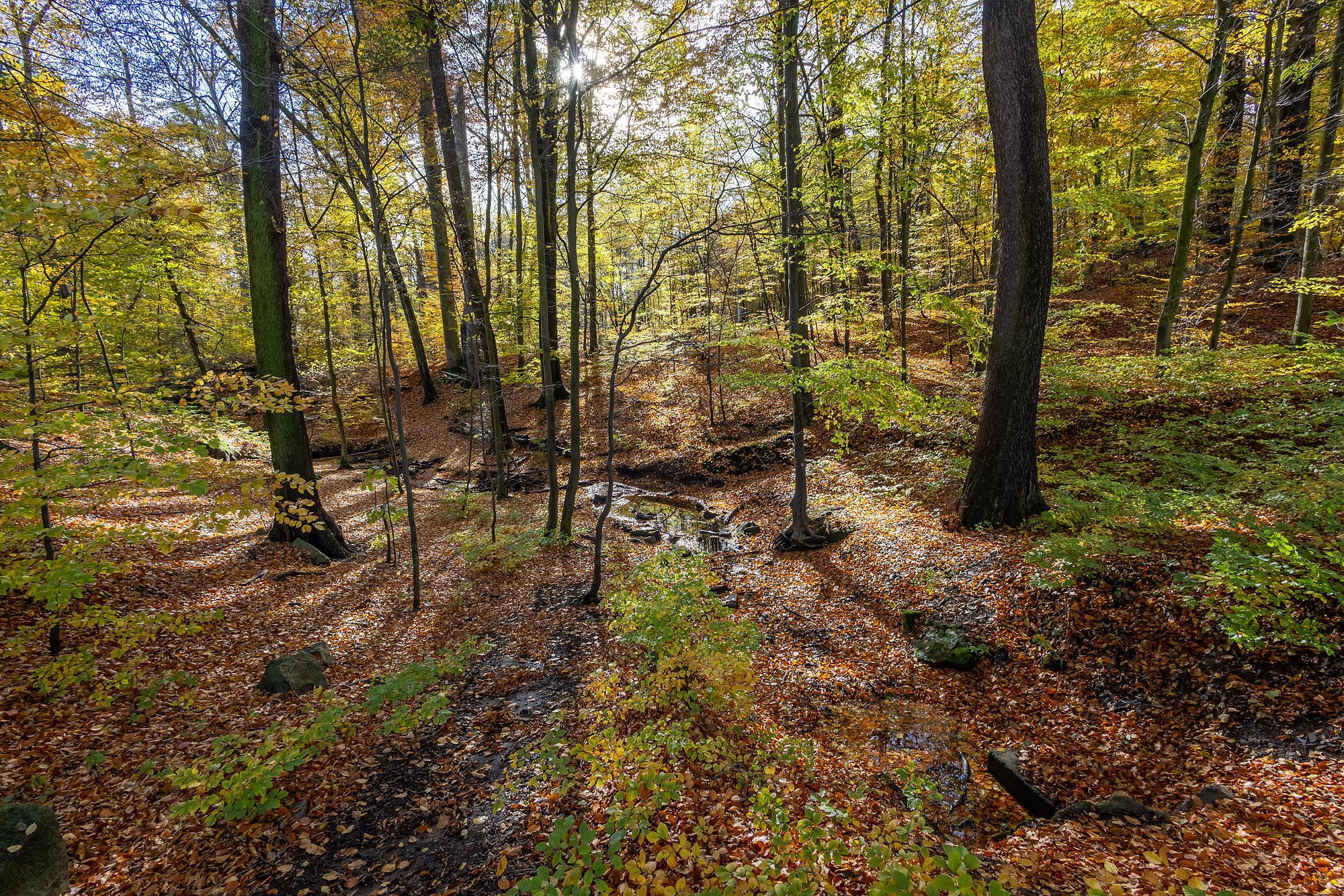 Herbstwald bei Moritzburg