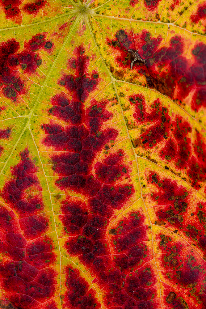 Herbstfarben