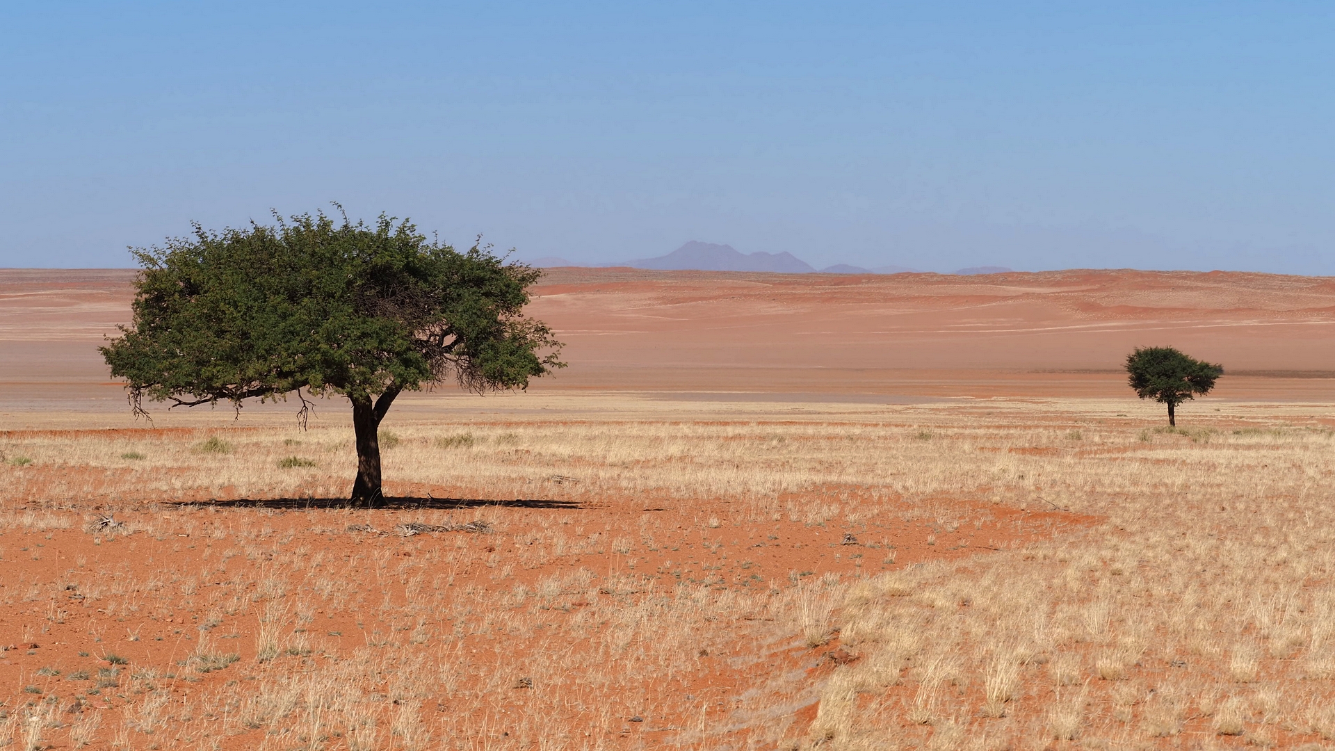 In einem fernen Land