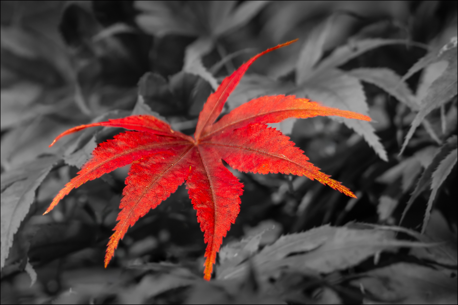 a Herbsdbladl