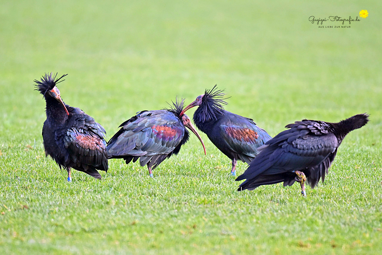Vor ein paar Jahren ...