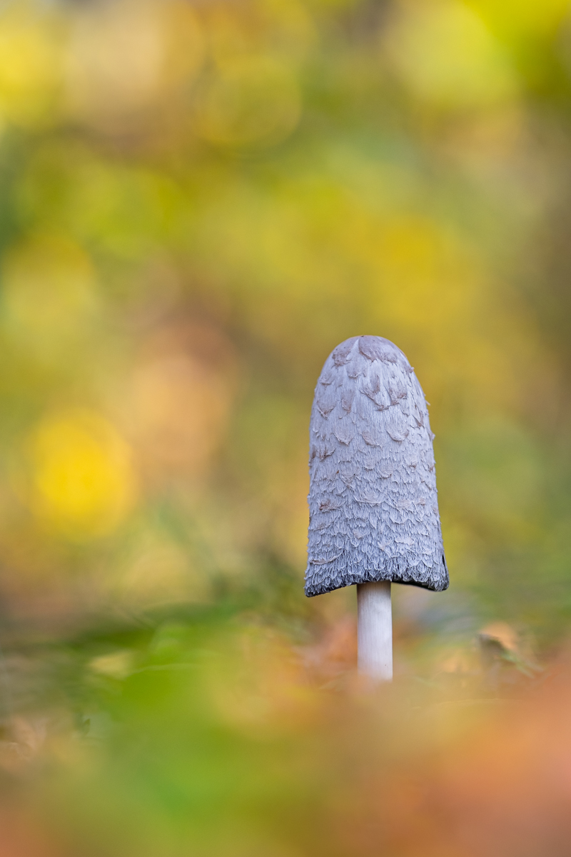 Im Herbstwald