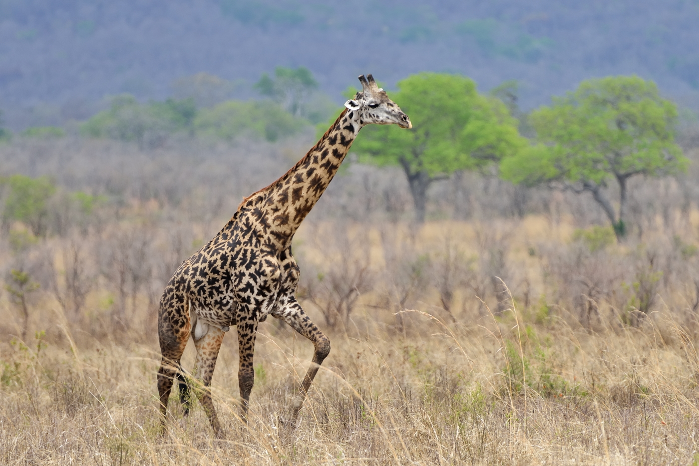 Massai-Giraffe