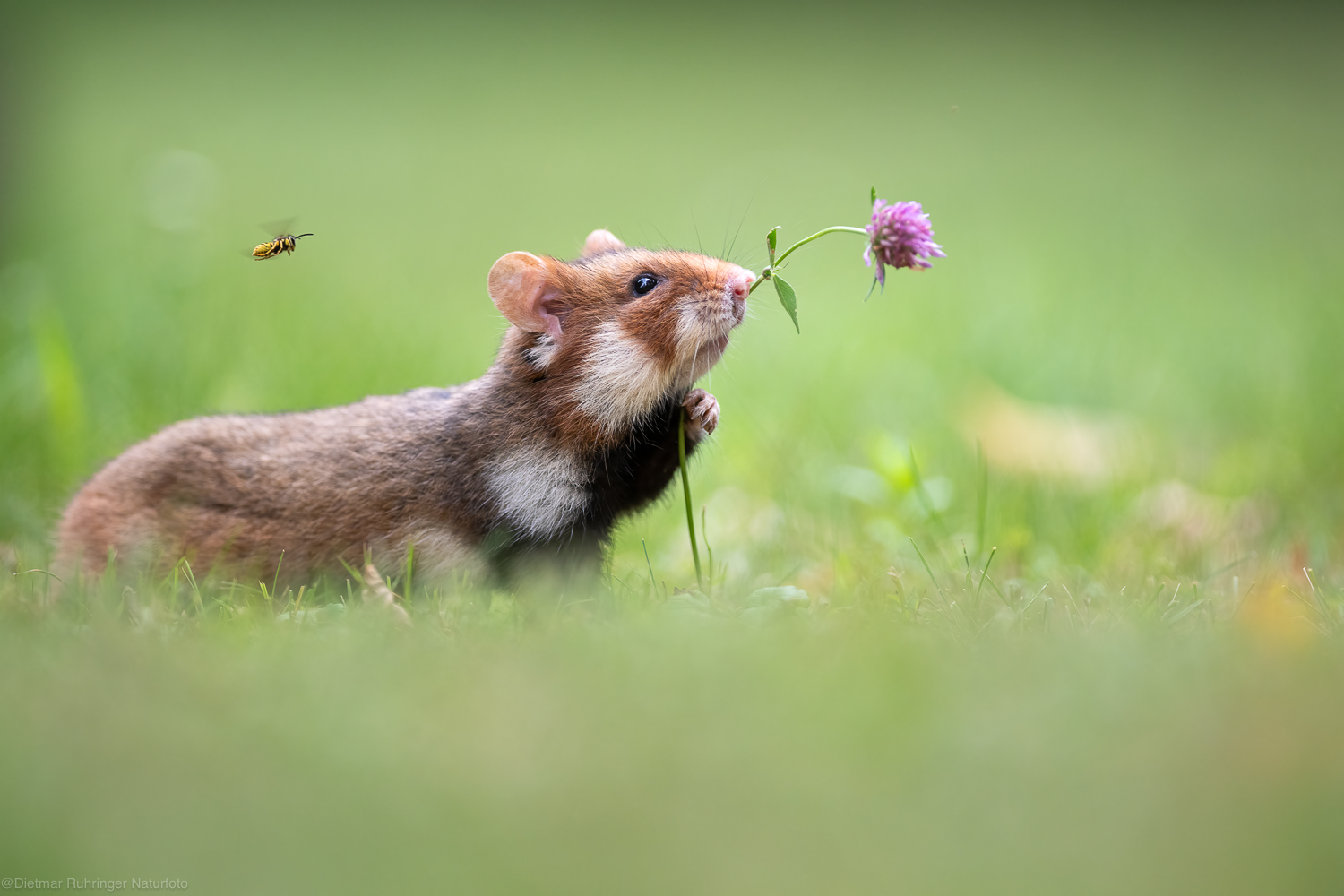 Zwischen Blüte und Wespe