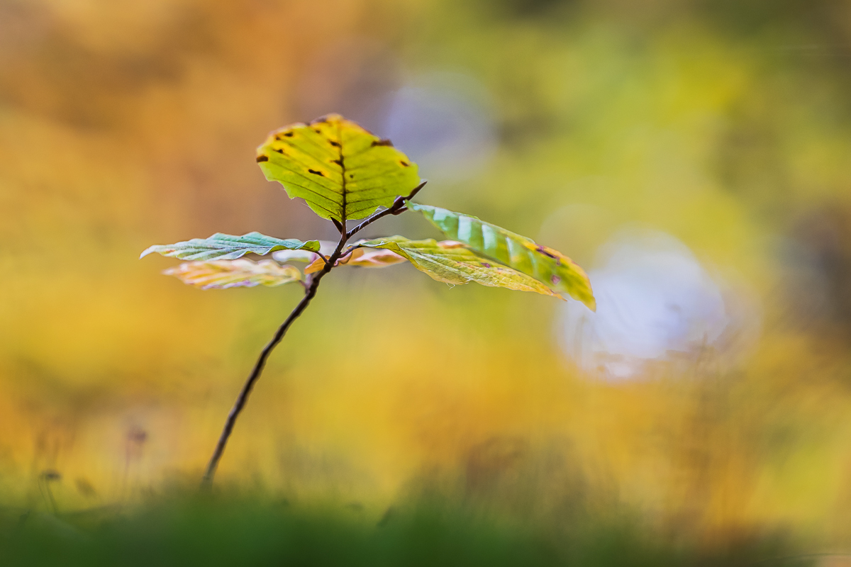 Der 1. Herbst des Buchenkindes