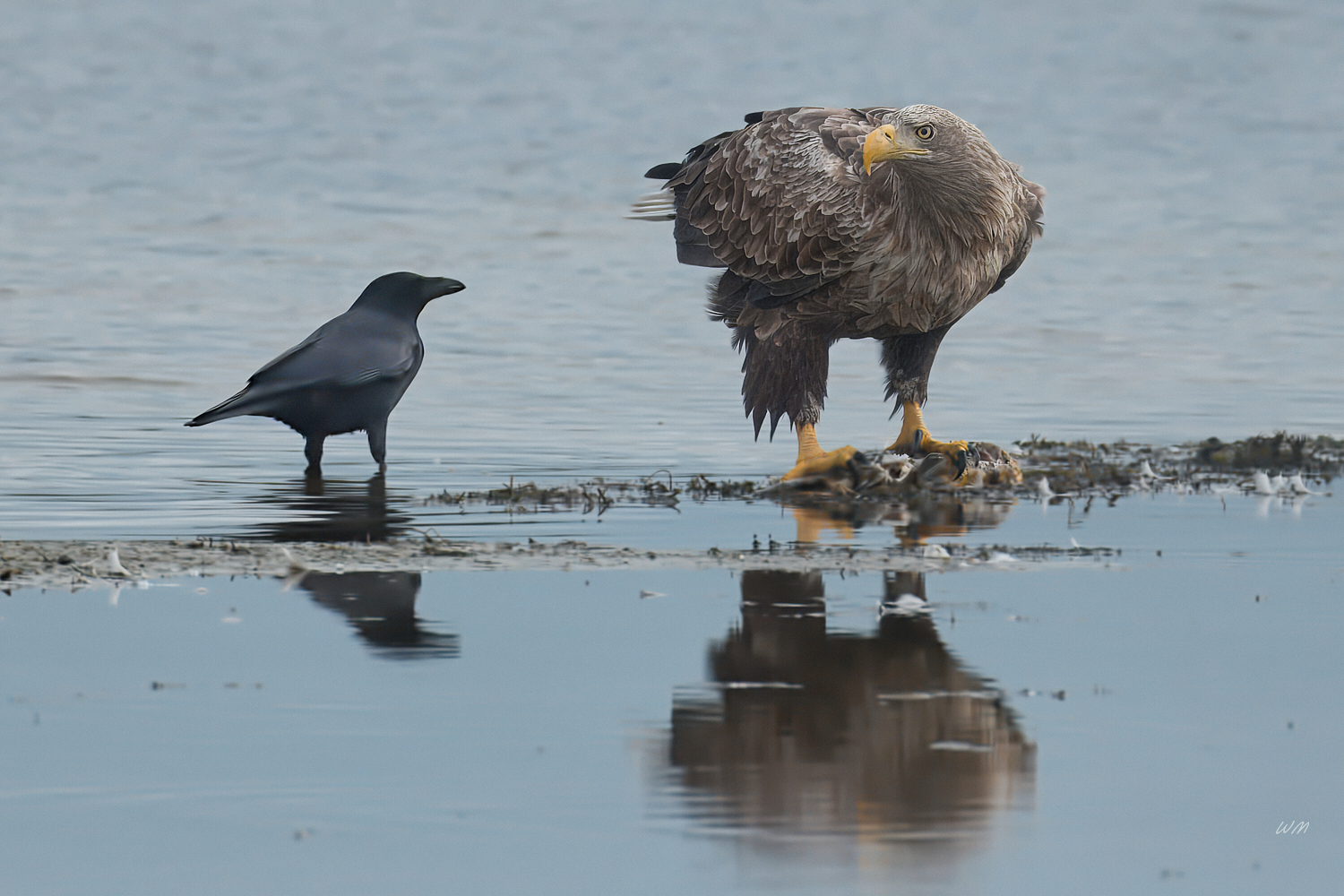 Seeadler
