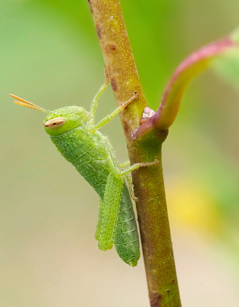 Das Baby der Ägyptischen Wanderheuschrecke