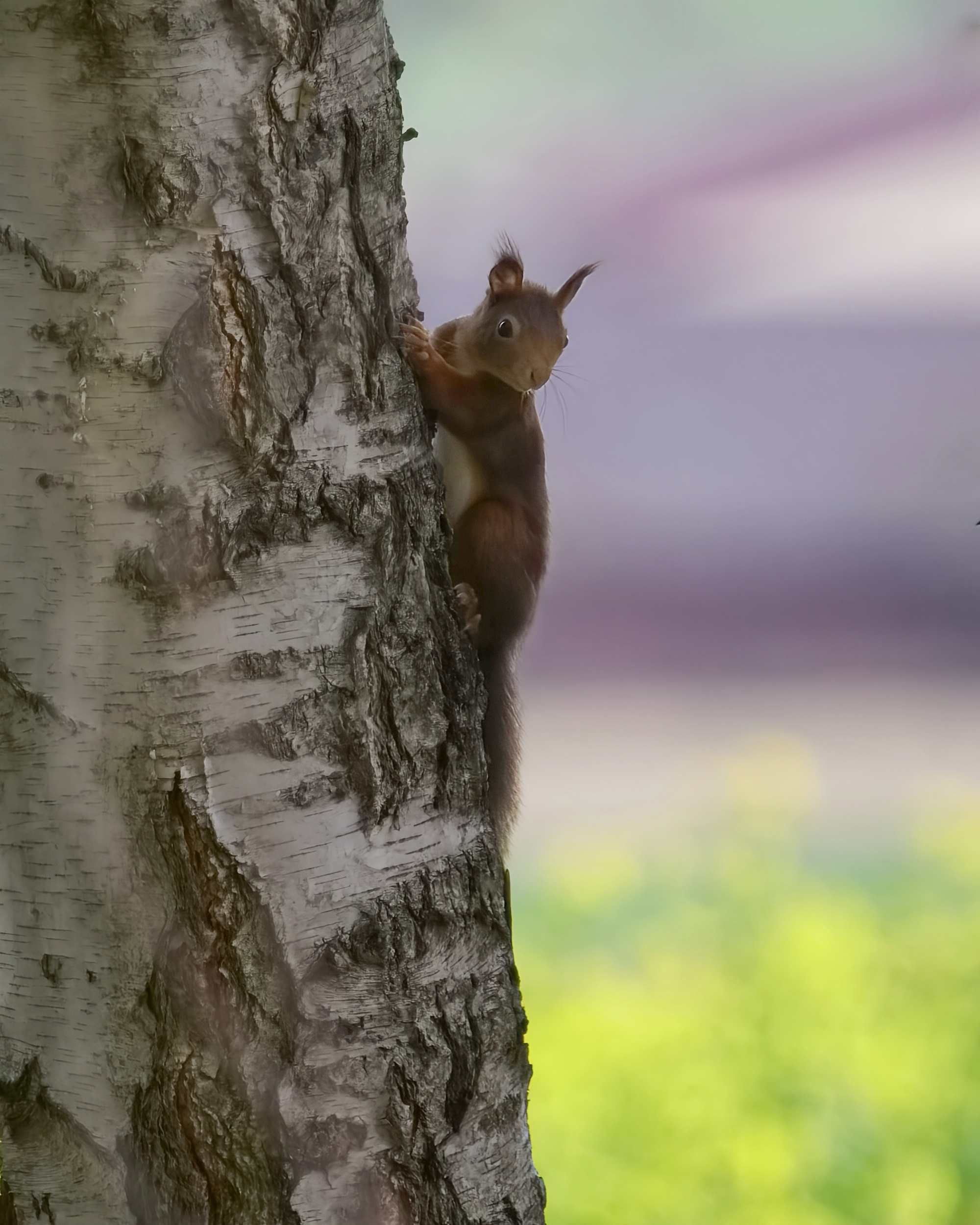 Eichhörnchen