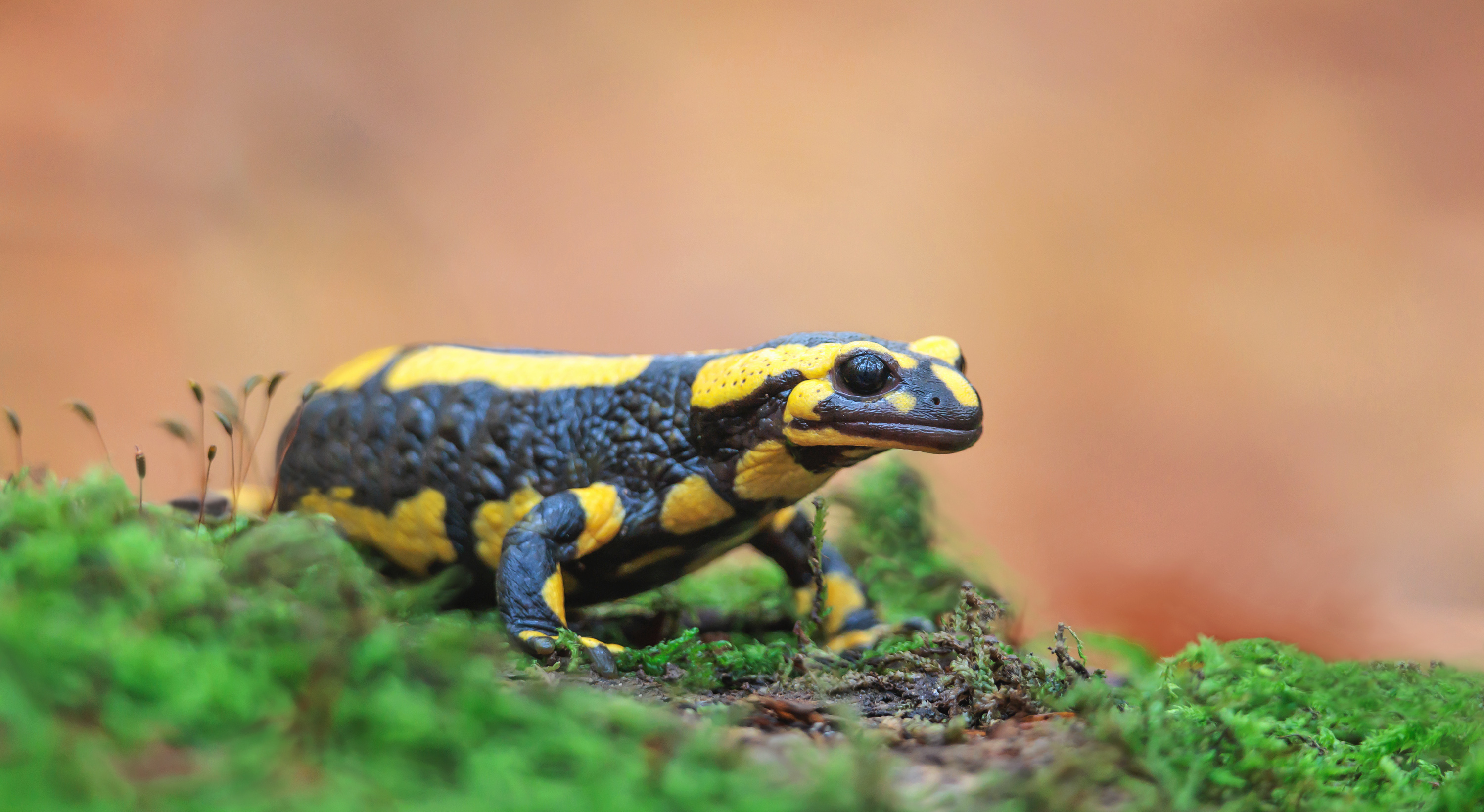 Der Herbstmander....