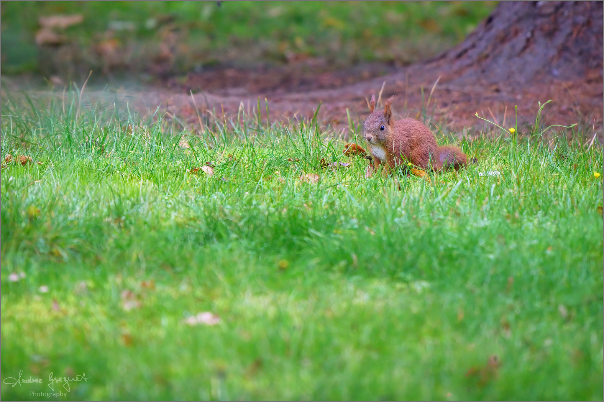Squirrel