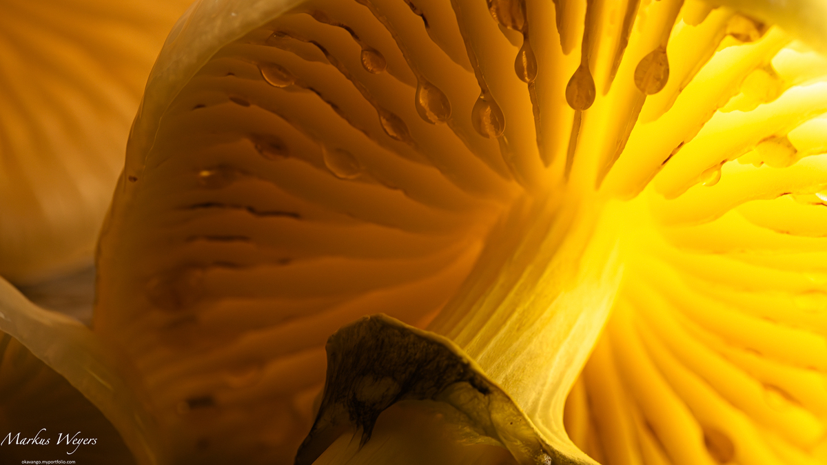 Buchenschleimrübling im Durchlicht