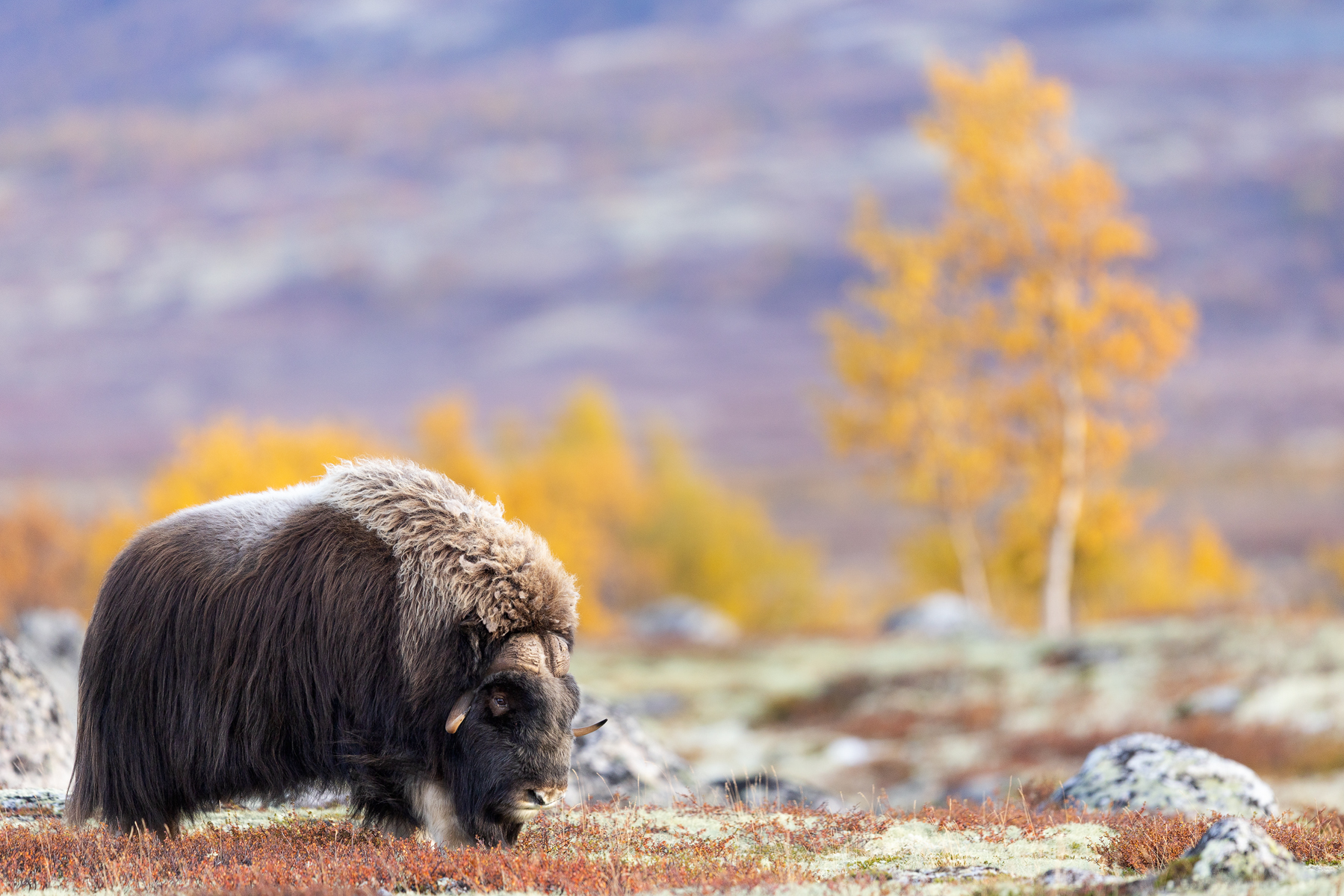 Moschusochse im herbstlichen Fjell