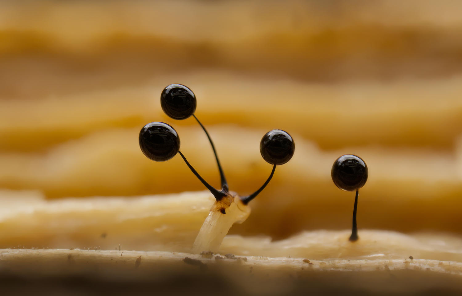 Faszinierende Winzigkeit