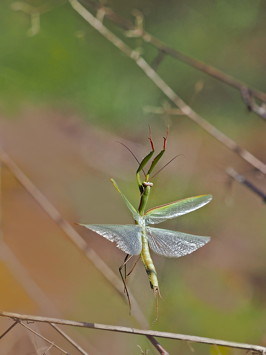 Diesen Gottesanbeter
