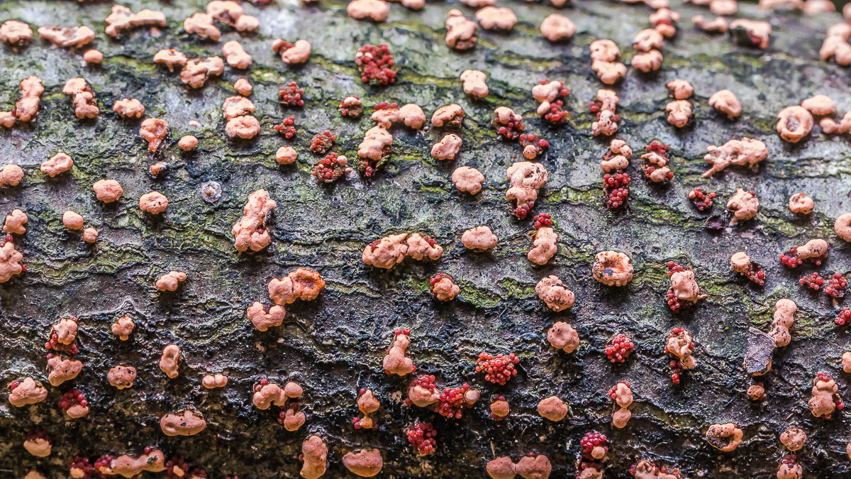 Zinnoberroter Pustelpilz