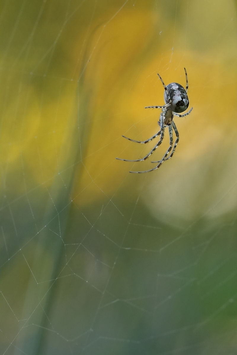 Herbstspinne
