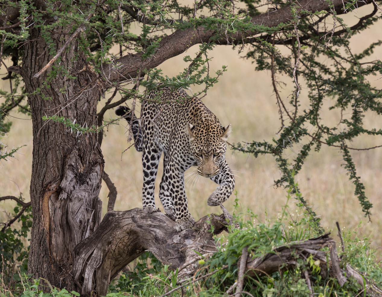 Die Leopardin