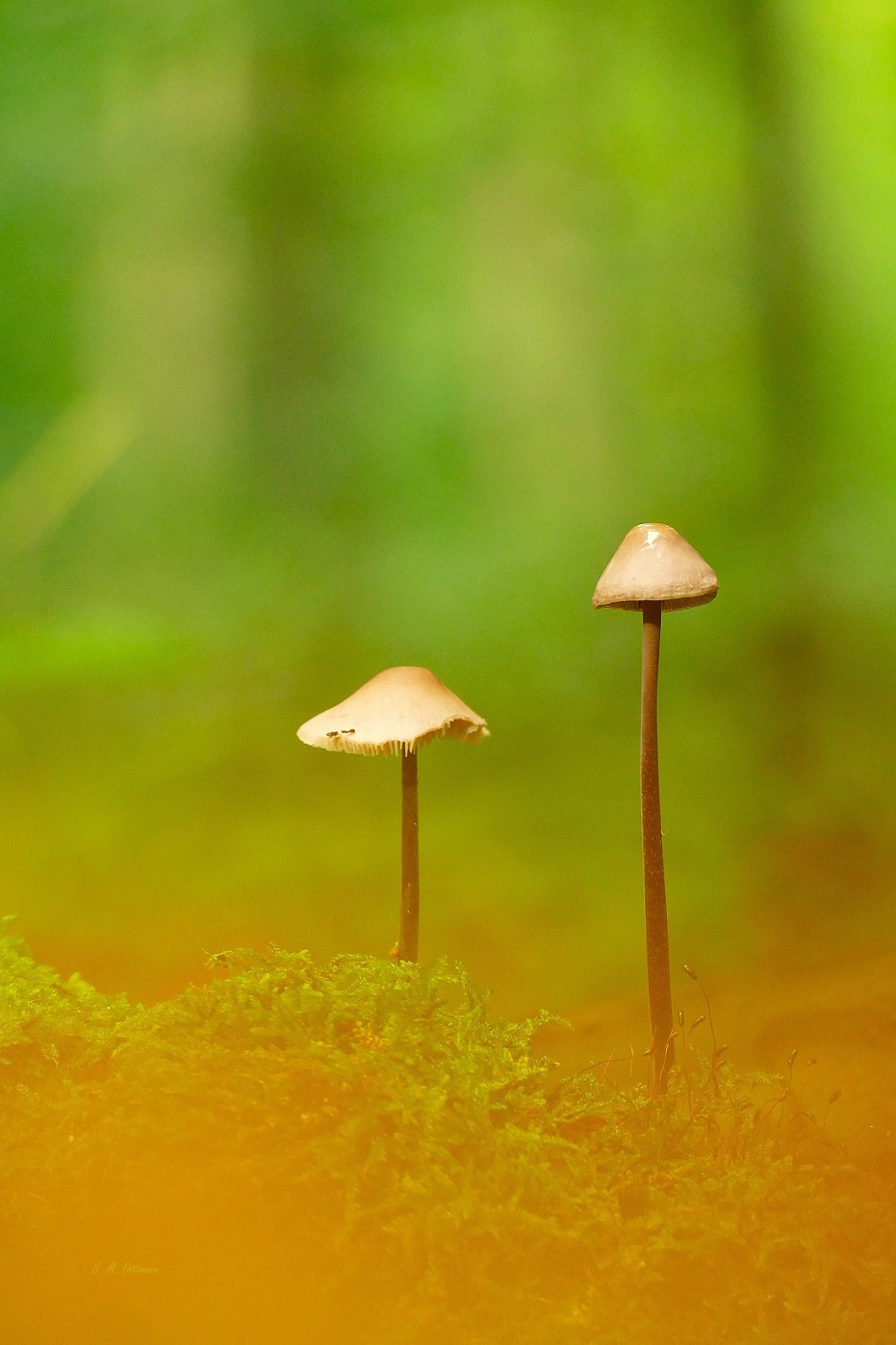 Zwei Männlein stehen im Walde .....