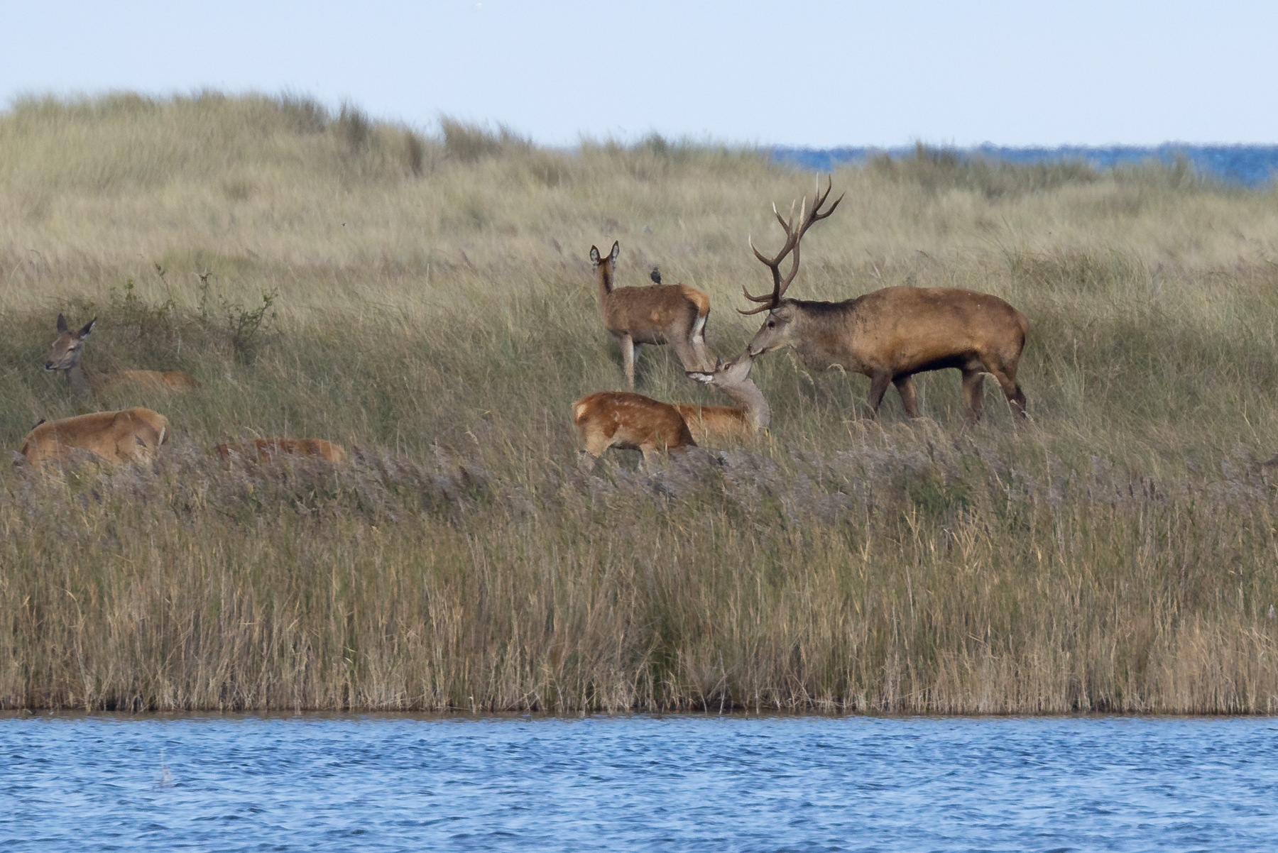 Familienidylle - Rothirsche auf dem Darß