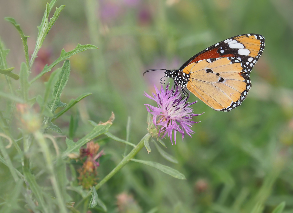 Kleiner Monarch (Danaus chrysippus)