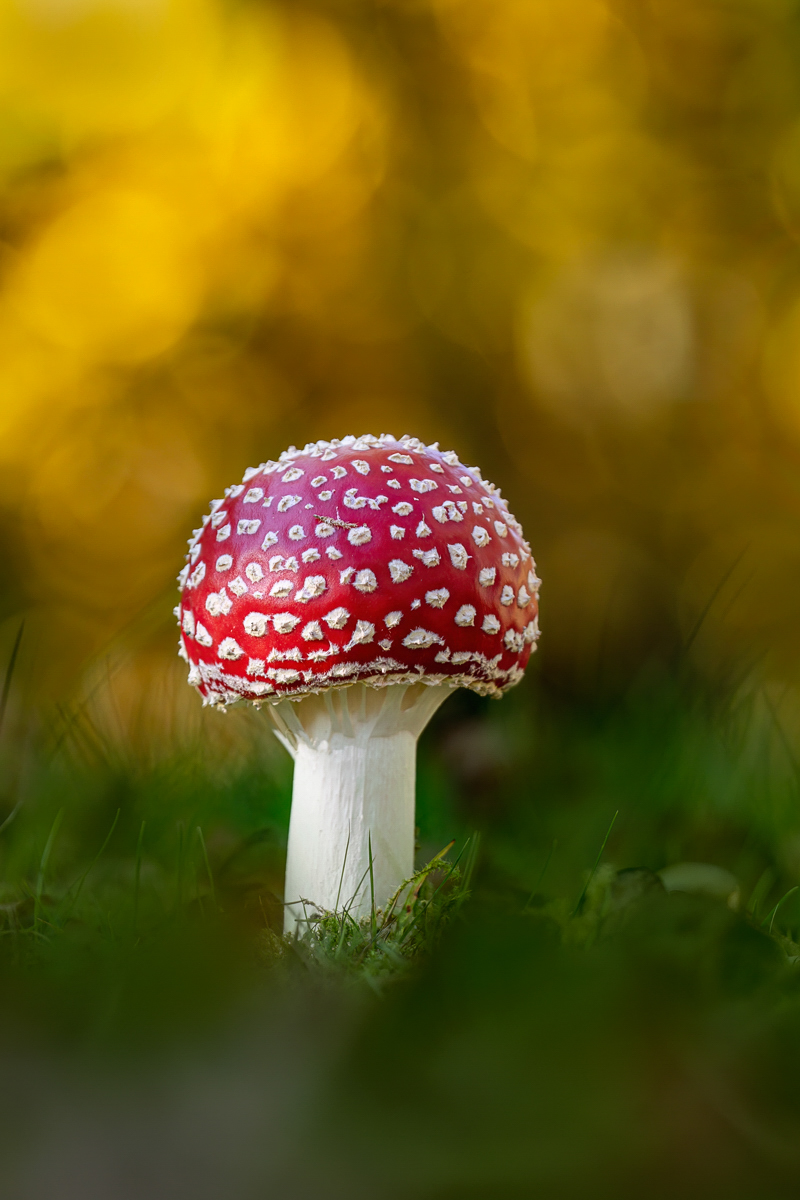 Ein Fliegenpilz ...