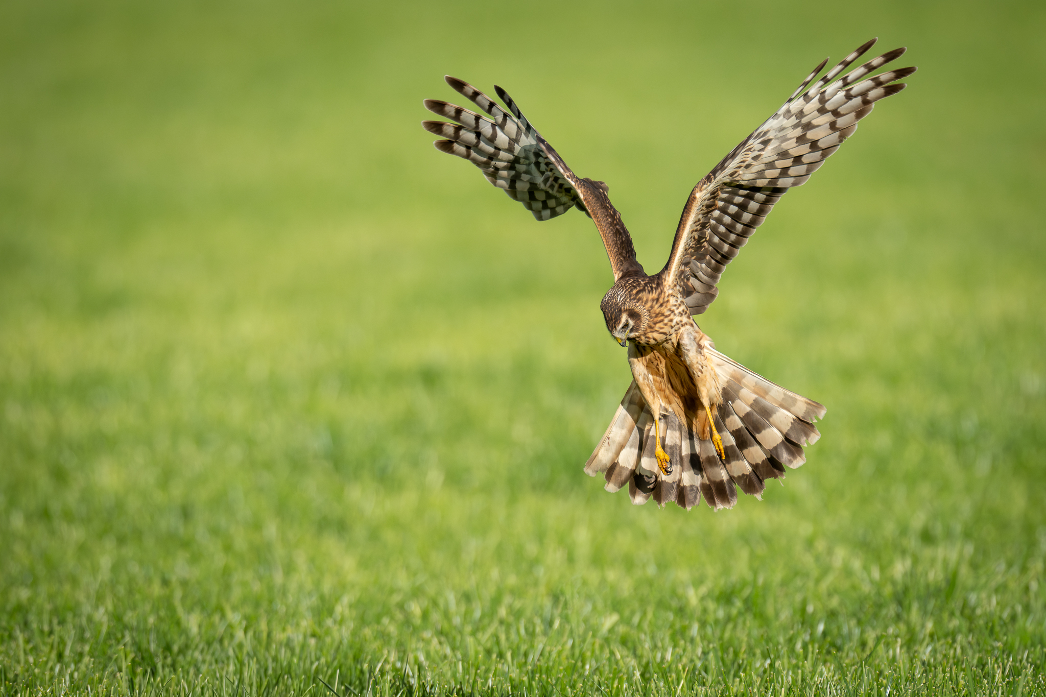 Rüttelflug